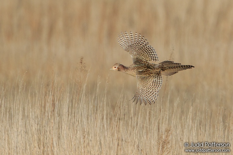 Ring-necked Pheasant, McPherson County, Kansas, United States